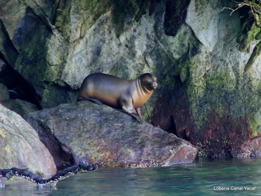 Posada Queulat Puerto Puyuguapi Esterno foto